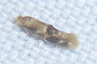 Bucculatrix ulmella