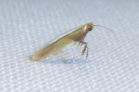 Caloptilia alchimiella