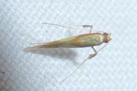 Caloptilia alchimiella