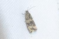 Celypha lacunana