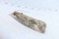 Endothenia quadrimaculana