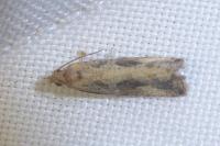 Endothenia quadrimaculana