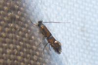 Phyllonorycter lautella