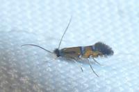 Phyllonorycter lautella
