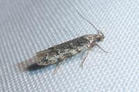 Psoricoptera gibbosella