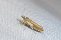 Ypsolopha parenthesella