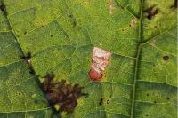 Stigmella tiliae
