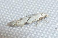 Stenolechia gemmella
