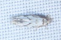 Stenolechia gemmella