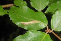 Phyllonorycter maestingella