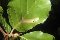 Phyllonorycter maestingella