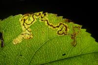 Stigmella