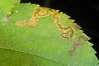 Stigmella