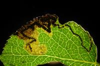 Stigmella