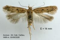 Bryotropha terrella