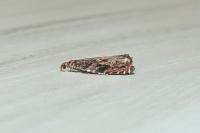 Enarmonia formosana