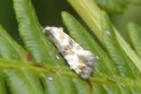 Eupoecilia angustana