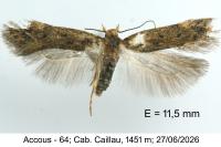 Bryotropha senectella