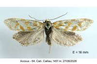 Aethes margaritana