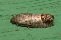 Cydia pomonella