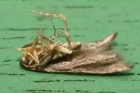 Argolamprotes micella