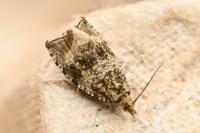 Celypha lacunana