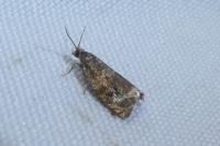 Celypha lacunana