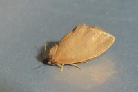 Heterogenea asella