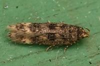 Bryotropha