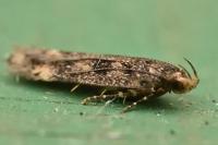 Bryotropha