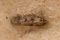 Bryotropha domestica