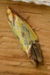 Agapeta zoegana