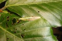 Phyllonorycter maestingella