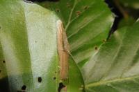 Phyllonorycter maestingella