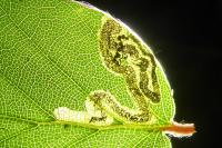 Stigmella hemargyrella
