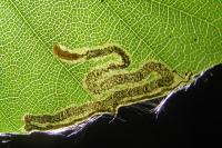 Stigmella hemargyrella