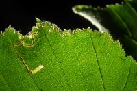 Stigmella microtheriella