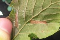 Phyllonorycter nicellii