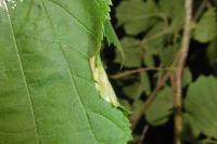 Parornix devoniella