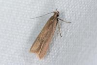 Acompsia cinerella