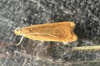 Helcystogramma rufescens