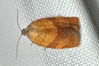 Cacoecimorpha pronubana