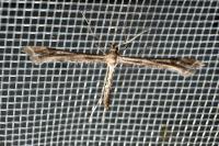 Amblyptilia acanthadactyla