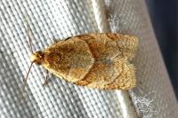 Clepsis rurinana
