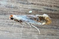 Tinea semifulvella
