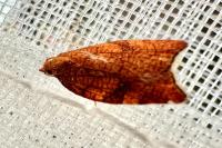 Acleris rhombana