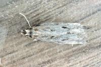 Chionodes tragicella