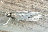 Chionodes tragicella