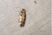 Oegoconia