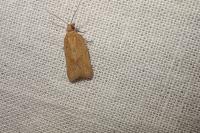 Clepsis coriacana
